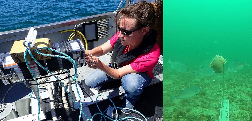 Les lundis de la mer – Observer les poissons sous l’eau pour comprendre comment les capturer