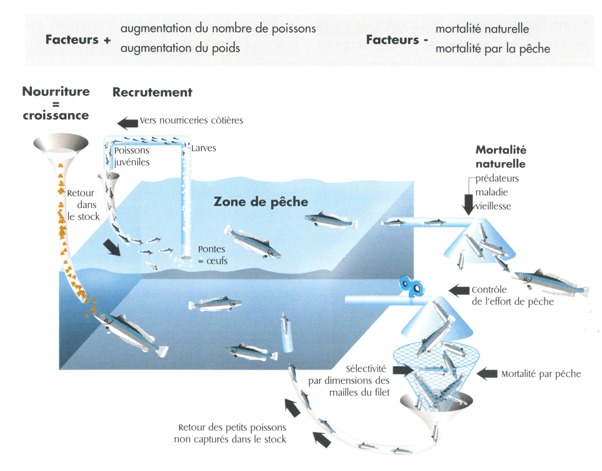 Viser le rendement maximal durable