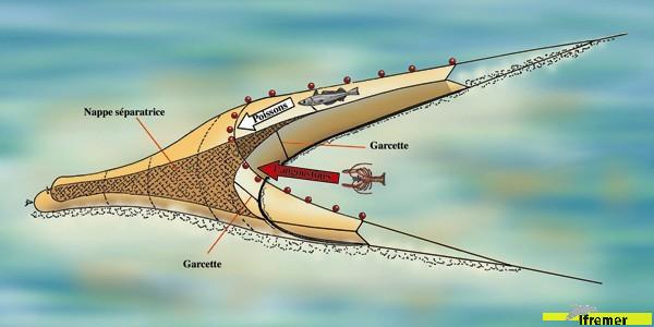 Chalut à nappe séparatrice - Dessin : IFREMER