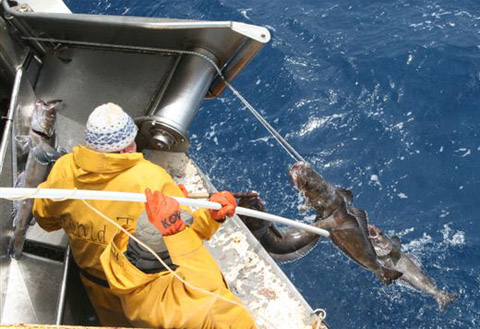 Pêche à la légine