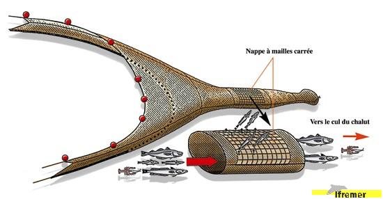 Panneau a mailles carrées sur le dos d'un chalut - Dessin : Deschamps/IFREMER