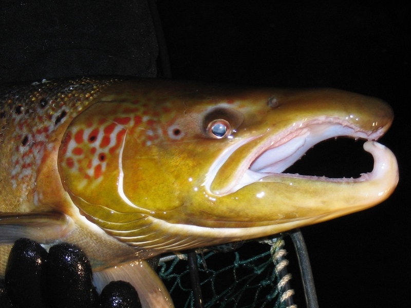 Les lundis de la mer – Poissons migrateurs amphihalins : état des connaissances, de nos rivières au milieu marin