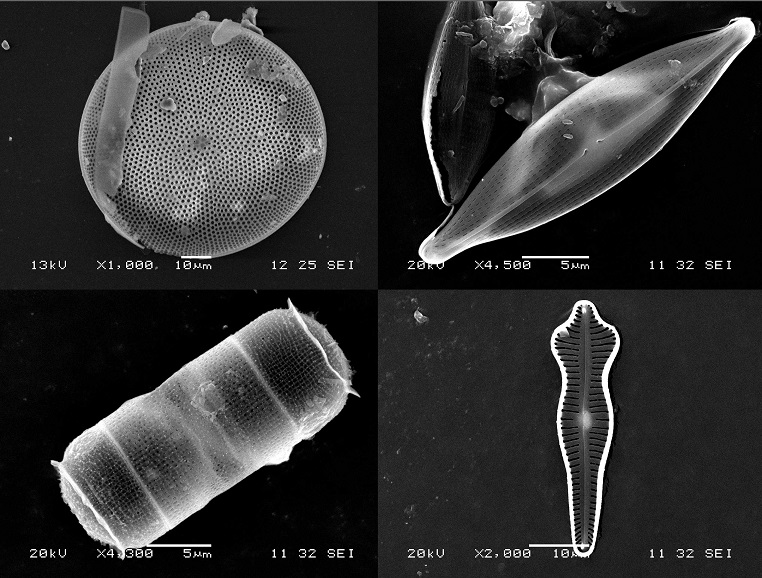 Les lundis de la mer – Les diatomées manipulent-elles la lumière ?