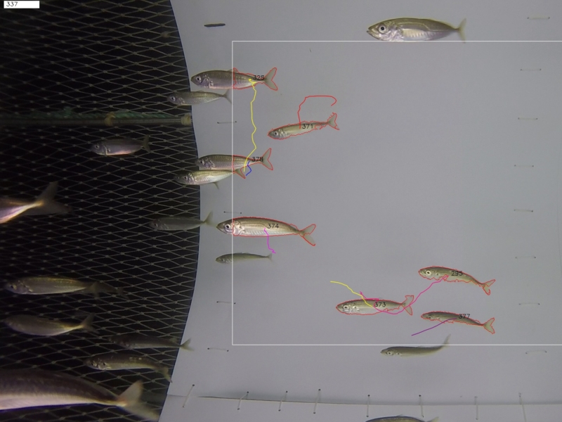 Les lundis de la mer – La vidéo sous-marine au service de la recherche halieutique