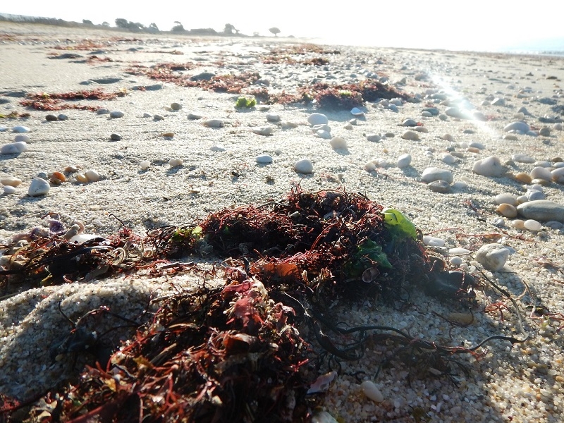 Les lundis de la mer – Les grains de sable sont de grands voyageurs