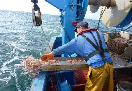 Les lundis de la mer – Pour une pêche durable de la langoustine