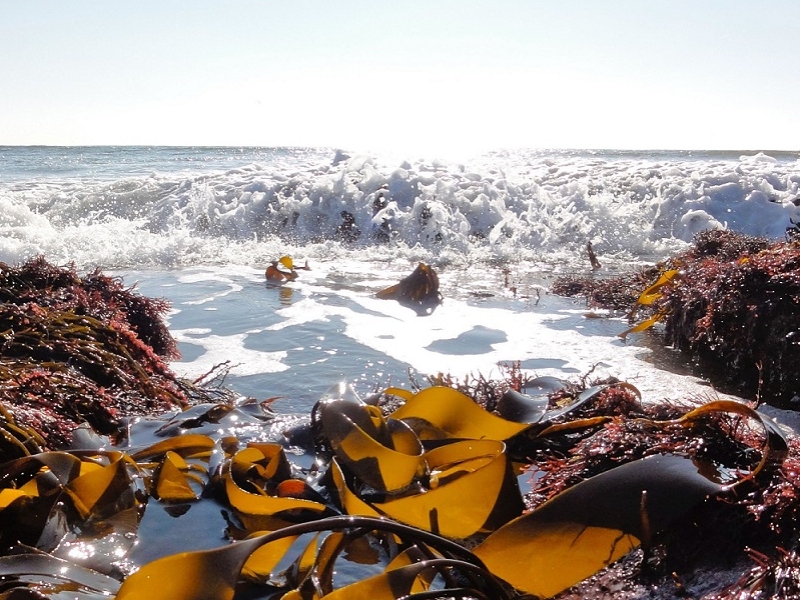 Les lundis de la mer – Les algues, sources de molécules santé ?