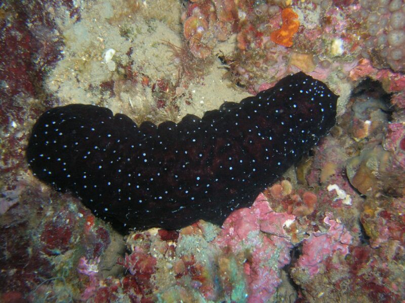 Les lundis de la mer – Holothuries, un potentiel inexploité !