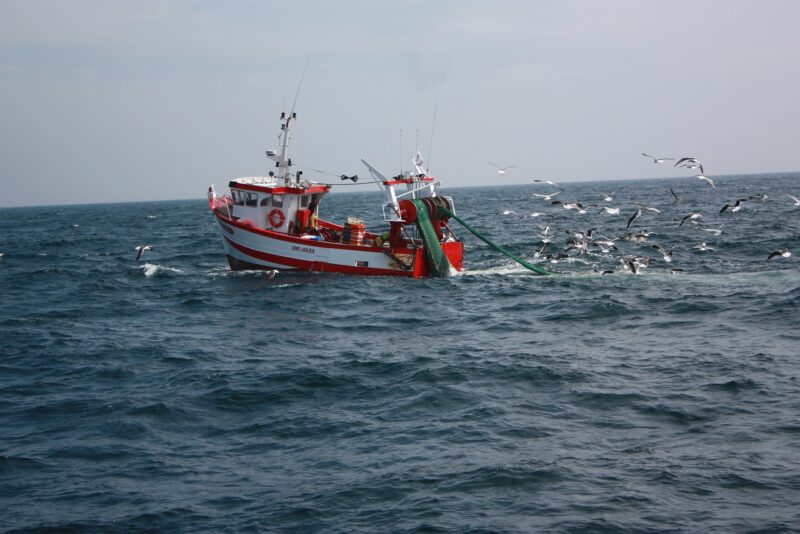 Les lundis de la mer – Changement climatique, les poissons remontent vers le Nord