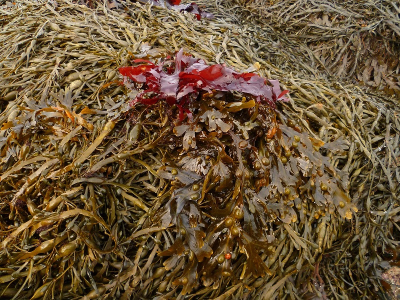 Les lundis de la mer – Les algues (alimentaires) : de la mer à l’assiette