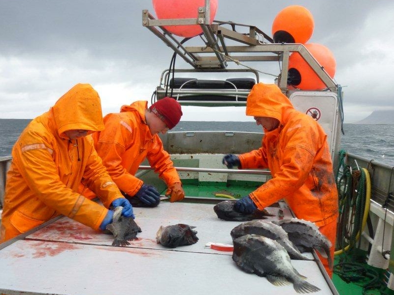 Les lundis de la mer – Les quotas individuels transférables : l’exemple islandais