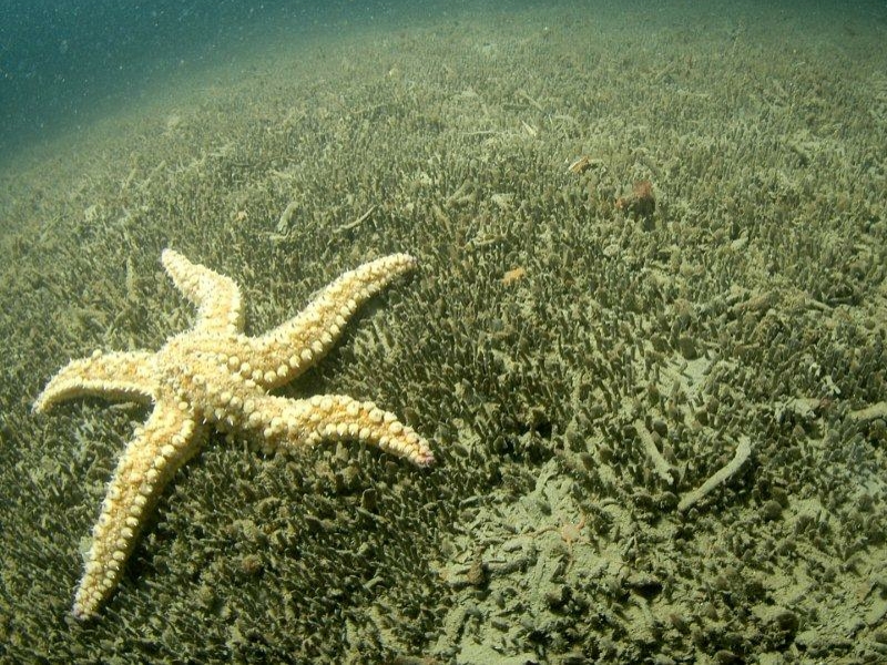 Les lundis de la mer – Vie et rôles des Haploops en baie de Concarneau et de Vilaine