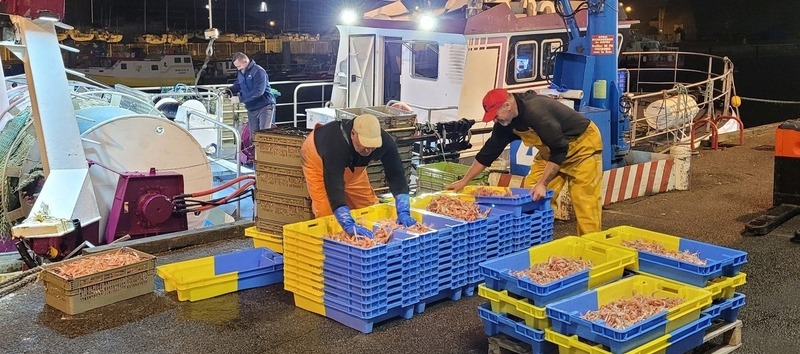 Circuits portuaires nocturnes : Keroman à l’heure des langoustines